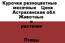 Курочки разноцветные 2, 3, 4 месячные › Цена ­ 150 - Астраханская обл. Животные и растения » Птицы   